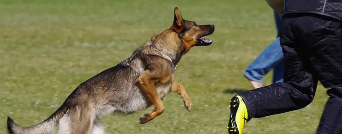 Ujed psa lutalice u Novom Sadu advokat